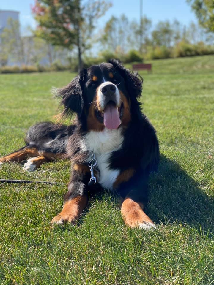 A Bernese Mountain Dog is lying on green grass in a sunny outdoor park. The dog has its tongue out and appears happy and relaxed. Trees and a bench are visible in the blurred background under a clear sky.