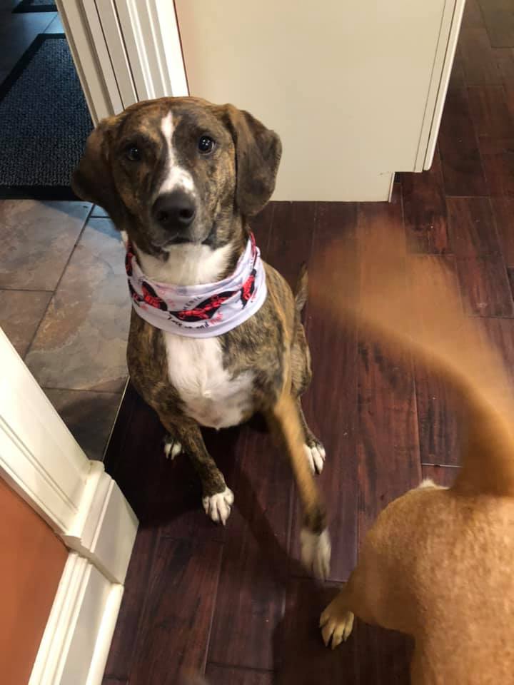 A brown and white dog with a brindled coat and white markings sits on a dark wooden floor. The dog is wearing a scarf with red and white patterns. Another dog's tail is visible, blurred from motion, on the right side of the image.