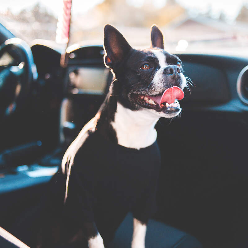A black and white dog sits in the front seat of a car, looking out the open passenger window with its tongue out and ears perked up. Sunlight streams in, highlighting the dog's happy expression as they pass bustling markets.