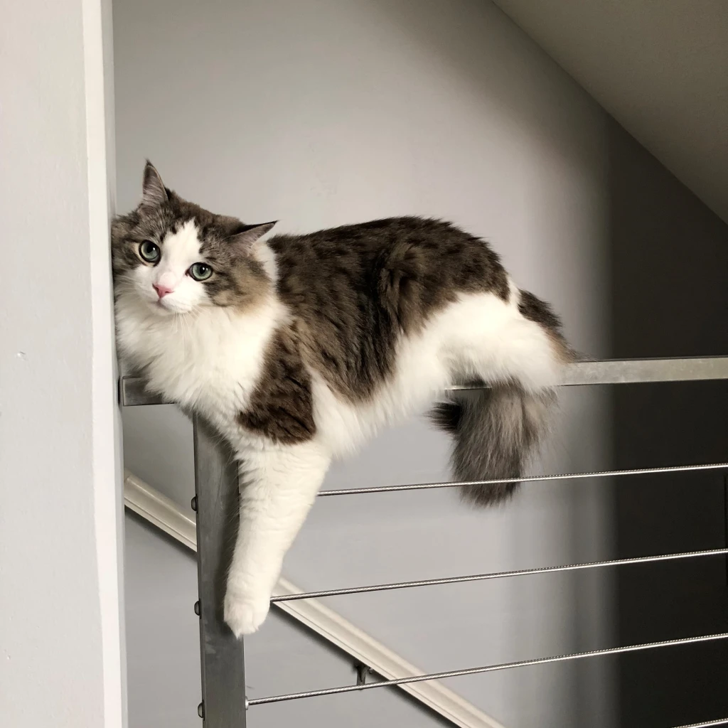 A fluffy cat with a mix of white and brown fur is lounging like it's in the spotlight on a metal railing. Its green eyes gaze towards the camera, capturing the moment perfectly. In the background, a light gray wall and a staircase complete this serene scene.