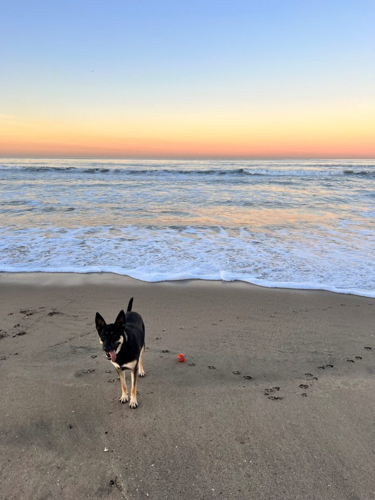 A black and tan dog stands on sandy beach near the shoreline, with small waves in the background and a colorful sunset sky. A red ball lies on the sand beside the dog, capturing a peaceful moment during Megan Spire’s Vendor Advisory retreat.